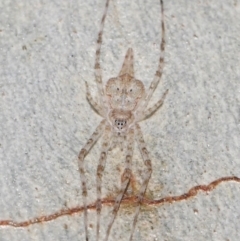 Tamopsis sp. (genus) (Two-tailed spider) at Hackett, ACT - 18 Jun 2019 by TimL