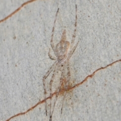 Tamopsis sp. (genus) at Hackett, ACT - 18 Jun 2019 12:05 PM