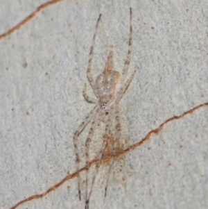 Tamopsis sp. (genus) at Hackett, ACT - 18 Jun 2019 12:05 PM