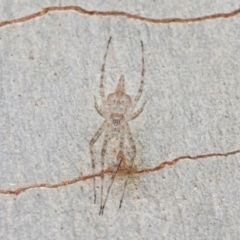 Tamopsis sp. (genus) at Hackett, ACT - 18 Jun 2019 12:05 PM