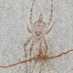 Tamopsis sp. (genus) at Hackett, ACT - 18 Jun 2019 12:05 PM