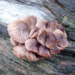 Mycena sp. (Mycena) at Paddys River, ACT - 19 Jun 2019 by Christine