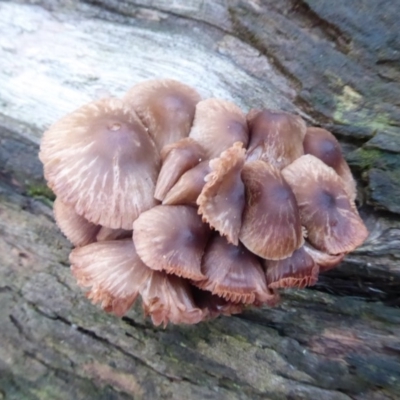 Mycena sp. (Mycena) at Paddys River, ACT - 19 Jun 2019 by Christine