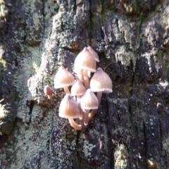 Mycena sp. (Mycena) at Paddys River, ACT - 19 Jun 2019 by Christine