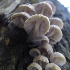 Mycena sp. at Paddys River, ACT - 19 Jun 2019