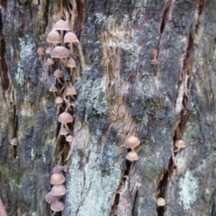 Mycena sp. at Paddys River, ACT - 19 Jun 2019 10:53 AM