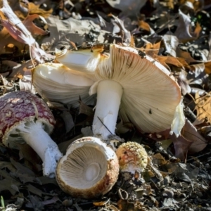 Amanita muscaria at Yarralumla, ACT - 19 Jun 2019