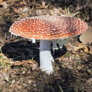 Amanita muscaria at Yarralumla, ACT - 19 Jun 2019