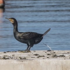 Phalacrocorax carbo (Great Cormorant) at Yarralumla, ACT - 19 Jun 2019 by Alison Milton