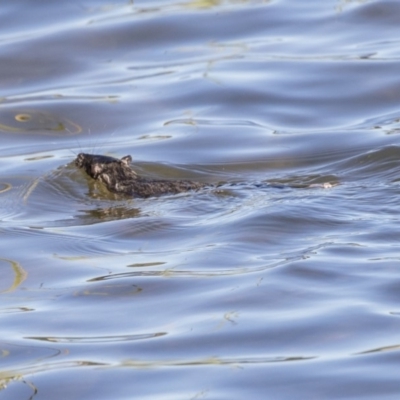 Hydromys chrysogaster (Rakali or Water Rat) at Yarralumla, ACT - 19 Jun 2019 by AlisonMilton