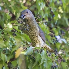 Ptilonorhynchus violaceus (Satin Bowerbird) at Yarralumla, ACT - 19 Jun 2019 by Alison Milton