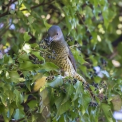 Ptilonorhynchus violaceus at Yarralumla, ACT - 19 Jun 2019