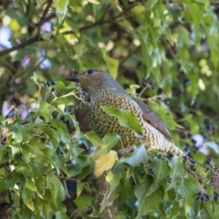 Ptilonorhynchus violaceus at Yarralumla, ACT - 19 Jun 2019