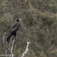 Aquila audax (Wedge-tailed Eagle) at Rendezvous Creek, ACT - 8 Jun 2019 by JonSteinbeck