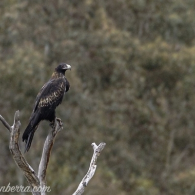 Aquila audax (Wedge-tailed Eagle) at Rendezvous Creek, ACT - 8 Jun 2019 by JonSteinbeck