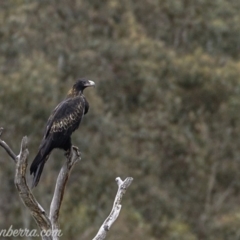 Aquila audax at Rendezvous Creek, ACT - 8 Jun 2019 12:30 PM