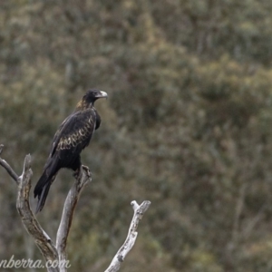 Aquila audax at Rendezvous Creek, ACT - 8 Jun 2019 12:30 PM