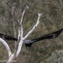 Aquila audax at Rendezvous Creek, ACT - 8 Jun 2019