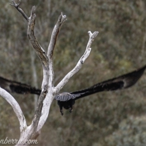 Aquila audax at Rendezvous Creek, ACT - 8 Jun 2019