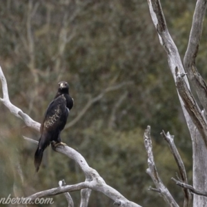 Aquila audax at Rendezvous Creek, ACT - 8 Jun 2019 12:30 PM