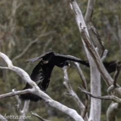 Aquila audax at Rendezvous Creek, ACT - 8 Jun 2019 12:30 PM