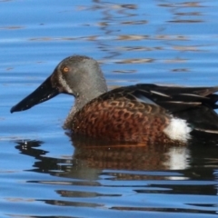 Spatula rhynchotis (Australasian Shoveler) at Fyshwick, ACT - 19 Jun 2019 by jb2602