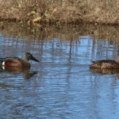 Spatula rhynchotis at Fyshwick, ACT - 19 Jun 2019