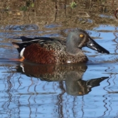 Spatula rhynchotis at Fyshwick, ACT - 19 Jun 2019 01:07 PM