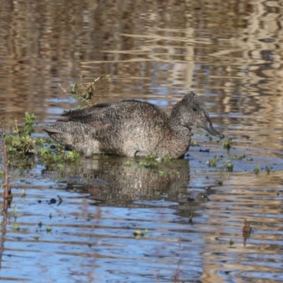 Stictonetta naevosa (Freckled Duck) at Fyshwick, ACT - 19 Jun 2019 by jb2602