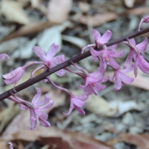 Dipodium roseum at Paddys River, ACT - 13 Jan 2014