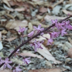 Dipodium roseum at Paddys River, ACT - suppressed