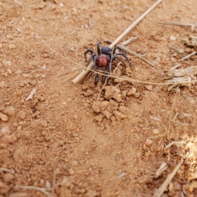 Missulena occatoria (Red-headed Mouse Spider) at Hume, ACT - 18 Jun 2019 by TympoEm