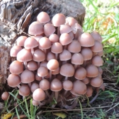 Mycena 'clarkeana group' at Conder, ACT - 29 May 2019 by MichaelBedingfield