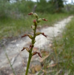 Corunastylis sp. (A Midge Orchid) at Hyams Beach, NSW - 9 Apr 2016 by christinemrigg