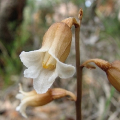 Gastrodia sesamoides (Cinnamon Bells) at Vincentia, NSW - 1 Nov 2008 by christinemrigg