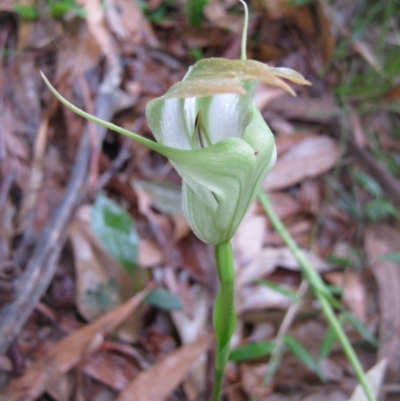 Pterostylis baptistii (King Greenhood) at Sanctuary Point, NSW - 11 Oct 2010 by christinemrigg