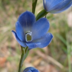 Thelymitra pauciflora (Slender Sun Orchid) at Sanctuary Point, NSW - 3 Nov 2012 by christinemrigg