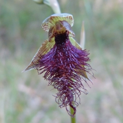 Calochilus robertsonii (Beard Orchid) at Sanctuary Point, NSW - 9 Apr 2016 by christinemrigg