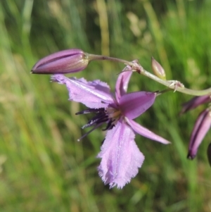 Arthropodium fimbriatum at Conder, ACT - 26 Nov 2014