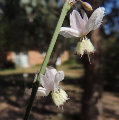 Arthropodium milleflorum (Vanilla Lily) at Conder, ACT - 23 Nov 2018 by MichaelBedingfield