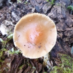 zz agaric (stem; gills white/cream) at Paddys River, ACT - 19 Jun 2019 by Christine