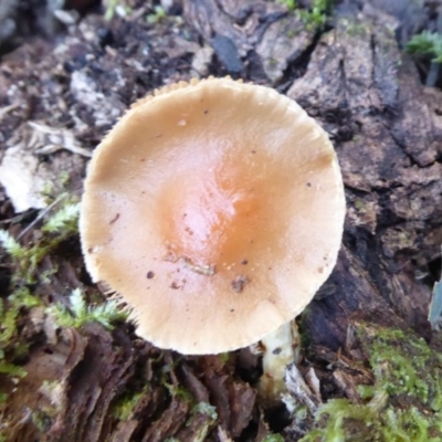 zz agaric (stem; gills white/cream) at Paddys River, ACT - 19 Jun 2019 by Christine