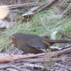 Pycnoptilus floccosus (Pilotbird) at Paddys River, ACT - 19 Jun 2019 by Christine