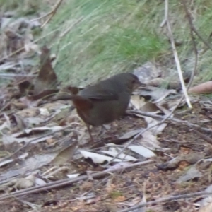 Pycnoptilus floccosus at Paddys River, ACT - 19 Jun 2019 10:48 AM