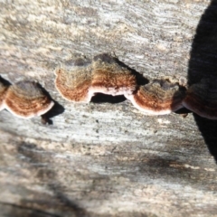 Xylobolus illudens (Purplish Stereum) at Paddys River, ACT - 19 Jun 2019 by Christine