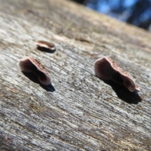 Xylobolus illudens at Paddys River, ACT - 19 Jun 2019