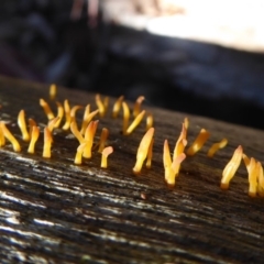 Calocera sp. (A stagshorn fungus) at Paddys River, ACT - 19 Jun 2019 by Christine