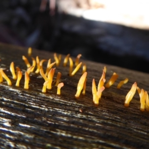 Calocera sp. at Paddys River, ACT - 19 Jun 2019