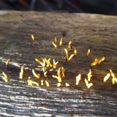 Calocera sp. at Paddys River, ACT - 19 Jun 2019