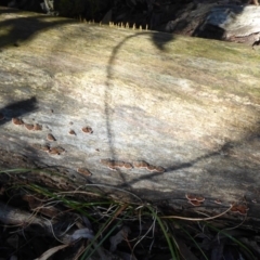 Calocera sp. at Paddys River, ACT - 19 Jun 2019